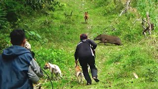 BABI HUTAN BRUTAL MELESAT DENGAN CEPAT DIDEPAN PEMBURU [upl. by Hieronymus]