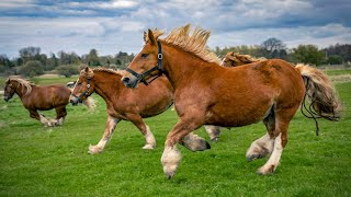 1 HOUR of HAPPY HORSES to Make Your Day Better [upl. by Llewol388]