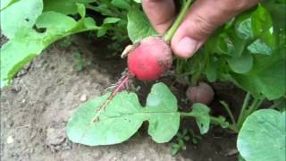 Cherry Belle Radish Harvest  Root Crops [upl. by Reed766]