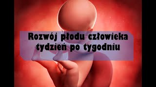 Rozwój płodu człowieka tydzień po tygodniu [upl. by Eimat372]