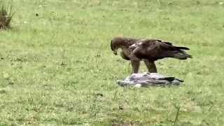 Bonellis Eagle over Grey Heron Kill [upl. by Ahtabat]