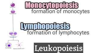 Lymphopoiesis and Monocytopoiesis ll leukopoiesis ll chapter10 ll hematology [upl. by Ahsed534]