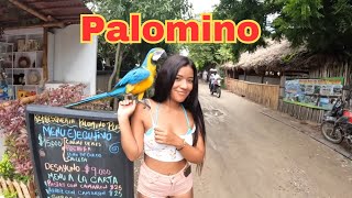 Palomino Colombia revealed 🇨🇴 [upl. by Ahselyt26]