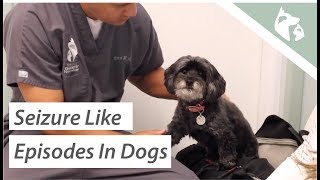 What Causes Seizures in Dogs Vlog 9 [upl. by Filmore790]