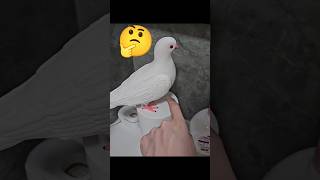 পায়রার সাথে প্র্যাংক  Prank With Pigeons 😀🤣 shorts [upl. by Willdon254]