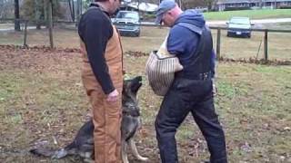 Schutzhund training obedience amp protection Tracy Betenbaughs New dog [upl. by Orion]