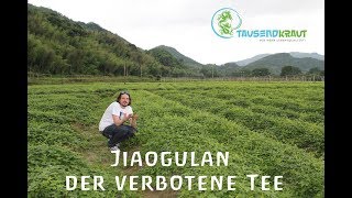 Tausendkraut Jiaogulan Farm [upl. by Alegnaoj378]