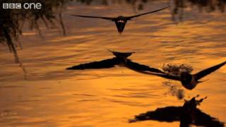 Barn Swallows Drinking on the Wing Narrated by David Tennant  Earthflight  BBC One [upl. by Gustave984]