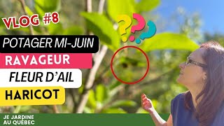 🌿 VLOG de Jardinage  Suivi des Cultures à la MiJuin amp Astuces Pratiques [upl. by Cassell]