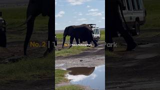 Tsavo National Park Pros and Cons shorts safari travel kenya tsavo africa animals wildlife [upl. by Mori138]