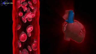 How The Blood Pressure Mechanism Works systolic and diastolic blood pressure bp [upl. by Novla178]