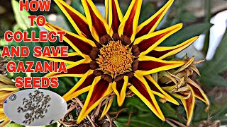 How to collect and save Gazania flower seeds for next season [upl. by Sura]