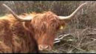 Scottish highland cattle in West Cork Ireland [upl. by Mathew]