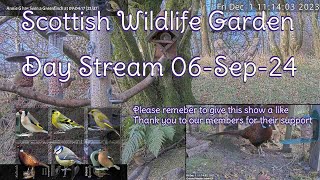 Day Stream September 6th 2024  Bird Feeders Wildlife Cameras Scotland UK from SWG [upl. by Vanderhoek69]