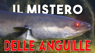 lANGUILLA il pesce più misterioso del mondo [upl. by Anelak]