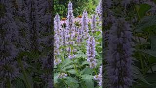 Bees love Agastache Blue Fortune 🐝 bees bumblebee pollinators [upl. by Ddej928]