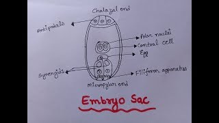 Embryo Sac  Diagram of Embryo Sac Well Labelled  Class 12  Embryo Sac Figure [upl. by Kahlil453]