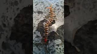 huge centipede [upl. by Atikat]