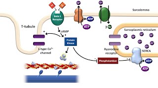 Cardiac ExcitationContraction Coupling [upl. by Mafala]