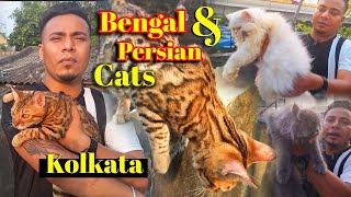 Biggest Exotic Bengal Cat amp Persian Cat Cattery in Kolkata  Cats Special Vlog  Bengal Cats [upl. by Dara]