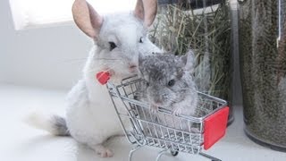 Chinchilla Takes her Baby Shopping [upl. by Alusru]