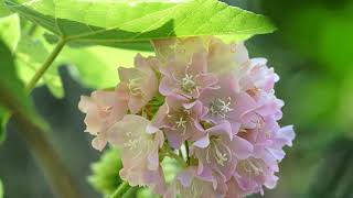 Attract BEES 🐝🐝 with winter blooming Tropical Hydrangea  Honey Tree  Dombeya Spectabilis  Chembu [upl. by Ive]