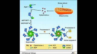 Apoptosis Pathway Intrinsic Pathway Part 2 Apaf1 Apoptosomes and activation of caspases [upl. by Alletniuq86]