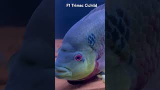 F1 Trimac Cichlid Munchie [upl. by Merlina]