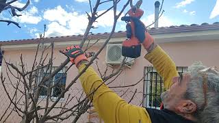 Poda de nuestro manzano variedad Royal Gala  muy productivo [upl. by Epner]