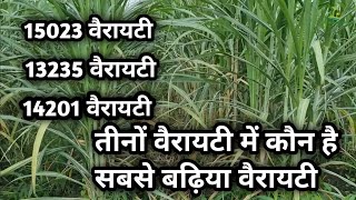 15023 sugarcane varietynew sugarcane variety गन्ने की कौन सी वेराइटी लगाएं👌 [upl. by Nayb]