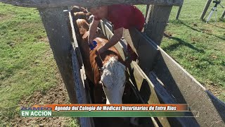 Colegio de Médicos Veterinarios de Entre Ríos  Carolina Lell y Ivan Caraballo [upl. by Tegdig]