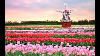 JARDIM KEUKENHOF HOLANDA  2018 [upl. by Cyrus66]