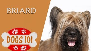 Dogs 101  BRIARD  Top Dog Facts About the BRIARD [upl. by Meade]