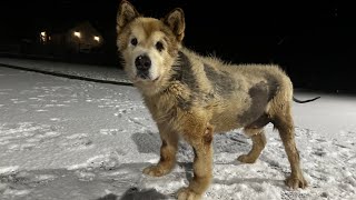 Old Husky Reacts To Snow For The First Time In Years Wait Til The End [upl. by Margit]