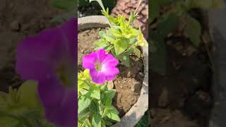 Petunia Axillaris Flowers 💐 😍 beautiful flowers shortsvideo petunia shorts music [upl. by Segal]