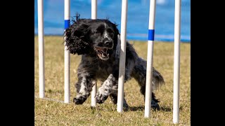 Dogs Australia Agility Nationals 2024  Day 3  Novice Agility 500 ExcellentNovice Jumping 400600 [upl. by Ander]