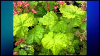 Plant Pick  Heuchera Little cutie Sweet Tart [upl. by Sherfield]