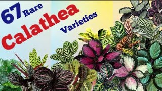 57 Rare Calathea varieties Calathea varieties with names Pinkish Paradise [upl. by Travers]