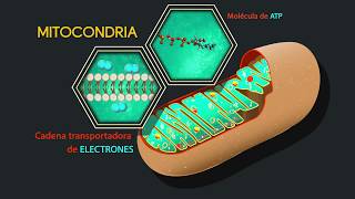 FISIOLOGÍA GENERAL célula metabolismo celular y transporte PARTE I [upl. by Bellis]