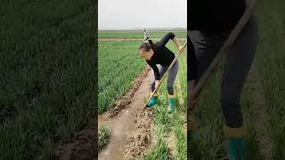 Turning water flow to irrigating crops field agriculture farming irrigation [upl. by Bonney]