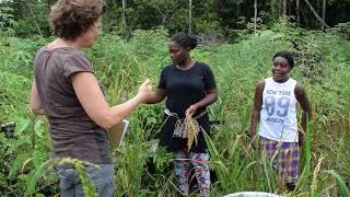 How to plant harvest process and store rice [upl. by Torres]