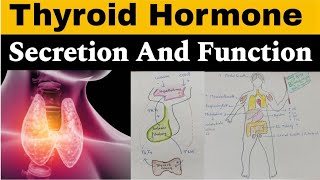 Thyroid Hormone  Functions  Regulation of Secretion  in hindi  Endocrinology [upl. by Eveleen]