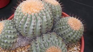 Cactus Copiapoa Haseltoniana [upl. by Nwahsan]