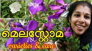 Melastoma varieties and care  വിവിധതരം മെലസ്റ്റോമ പൂക്കളും പരിചരണവും  Gardening Malayalam [upl. by Yun]