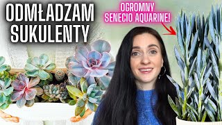 Odmładzam sukulenty 🌵Ogromny Senecio Aquarine 🪴🌱Roślinki Gosi 🌱 Gosia i Miłosz [upl. by Atsedom963]