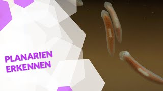 Planarien erkennen  Plagegeister im Aquarium  Tipps von Ulli Bauer [upl. by Nnyl465]