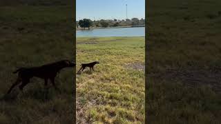 Patterdale Terrier Hunting Prairie Dogs [upl. by Bacchus]