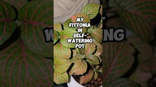 FITTONIA IN SELFWATERING POT fittonia selfwatering plants aueecheco houseplants [upl. by Tara]