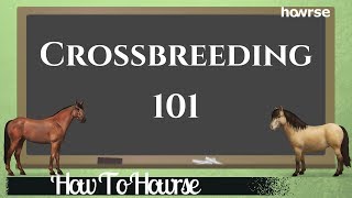 Crossbreeding 101 How To Howrse [upl. by Eiaj120]