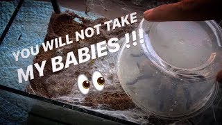 REMOVE mother TARANTULA take BABIES put her BACK in [upl. by Snevets840]